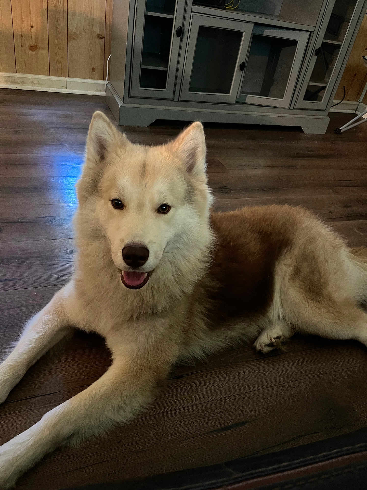 Bubs is registered to the contest to win money with this photo: dog, canine, pet, indoor, wooden_floor, furniture, cabinet, smiling, happy, fluffy, brown_coat, cream_coat, ears, tongue, resting, domestic_animal, animal, companion, room, wooden_wall