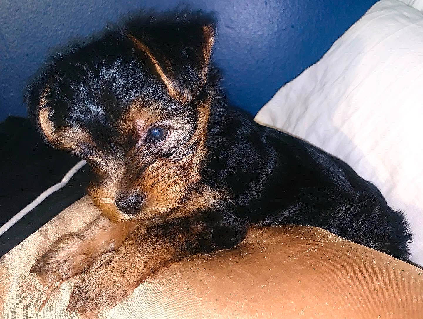 Peach is registered to the contest to win money with this photo: canidae, carnivore, comfort, companion_dog, dog, dog_breed, ear, eye, fawn, fur, paw, puppy, small_terrier, snout, sporting_group, terrestrial_animal, terrier, toy_dog, whiskers, working_dog