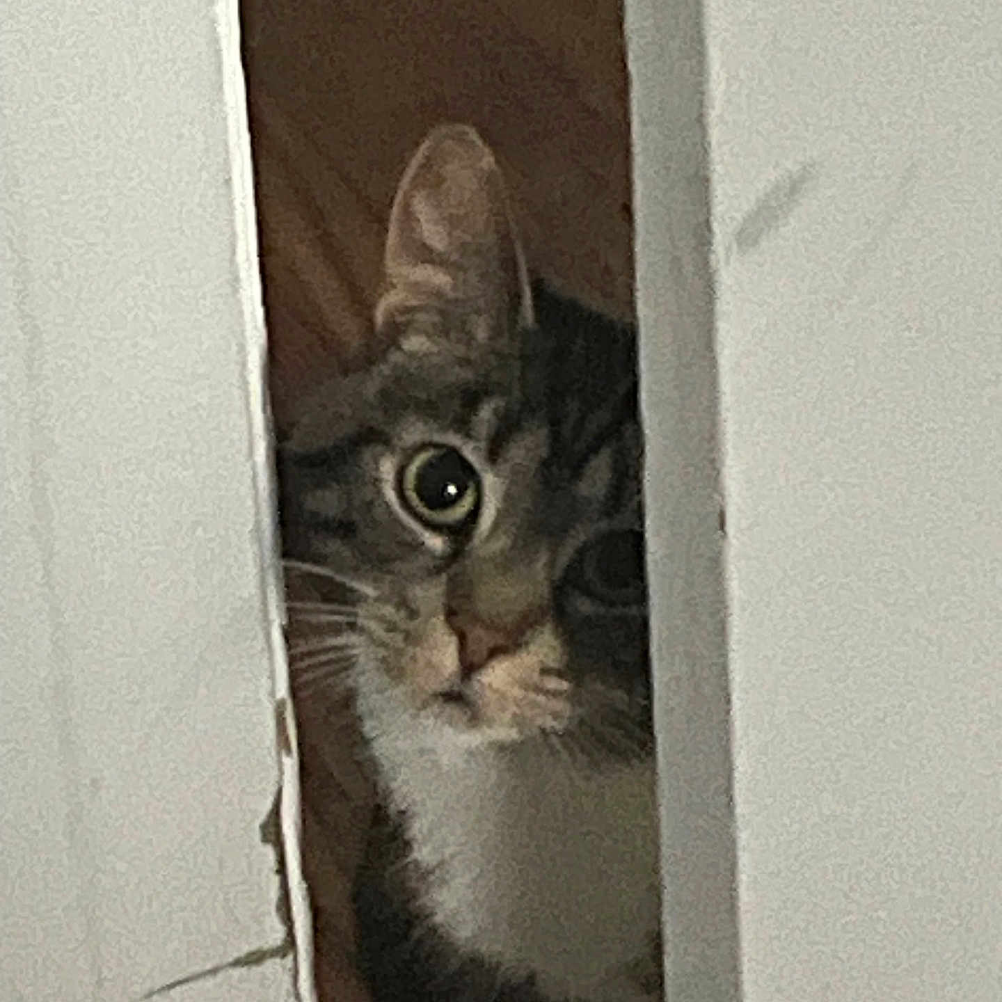Daisy joined the competition — help win amazing prizes! animal, brown, cat, closeup, curious, door, face, feline, fur, hidden, indoor, mischievous, peeking, pet, playful, tabby, whiskers, white, wide_eyes, wood