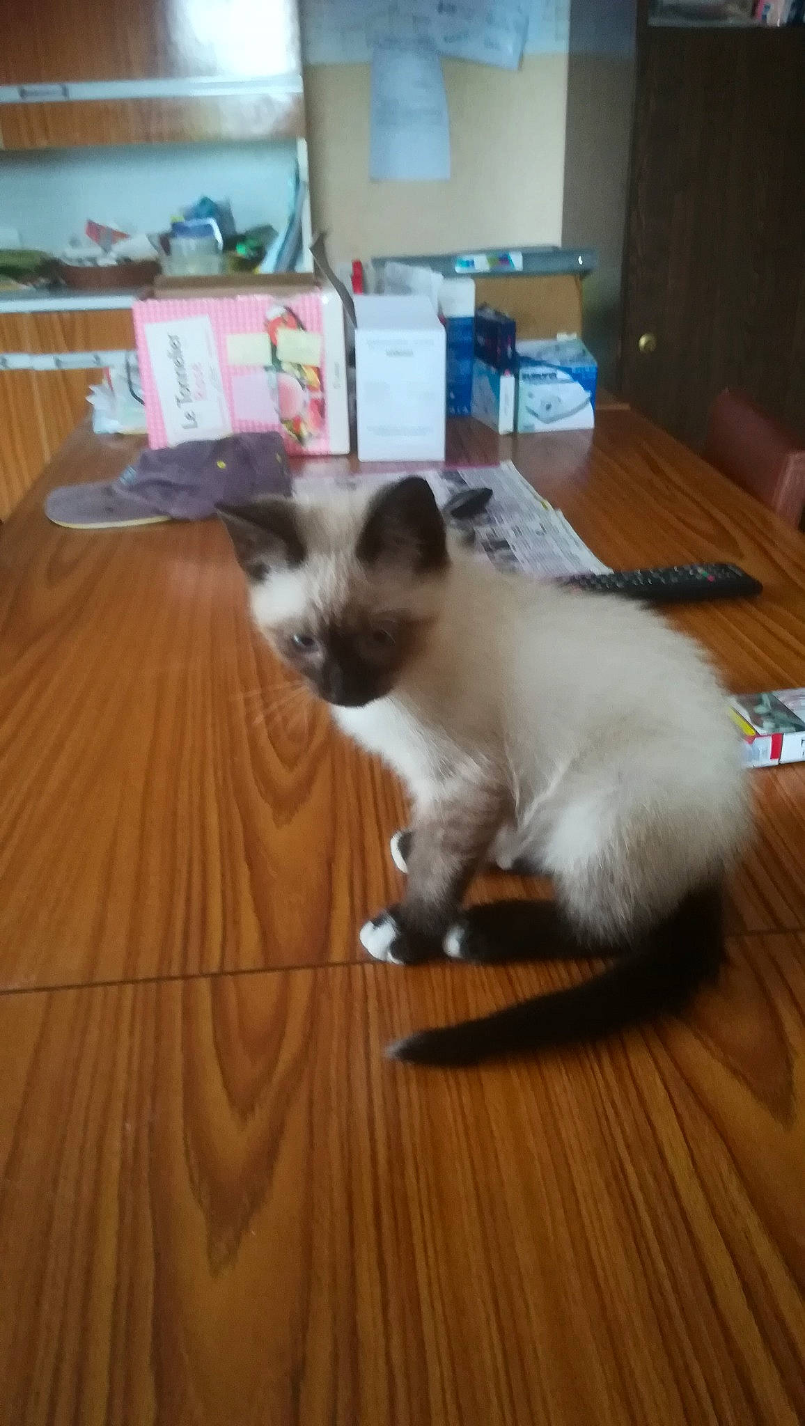 Pacha a rejoint le concours — aidez-le/la à gagner de superbes lots ! american_curl, balinese, birman, carnivore, cat, felidae, floor, flooring, hardwood, himalayan, kitten, mammal, ragdoll, small_to_medium_sized_cats, snowshoe, thai, tonkinese, vertebrate, whiskers, wood