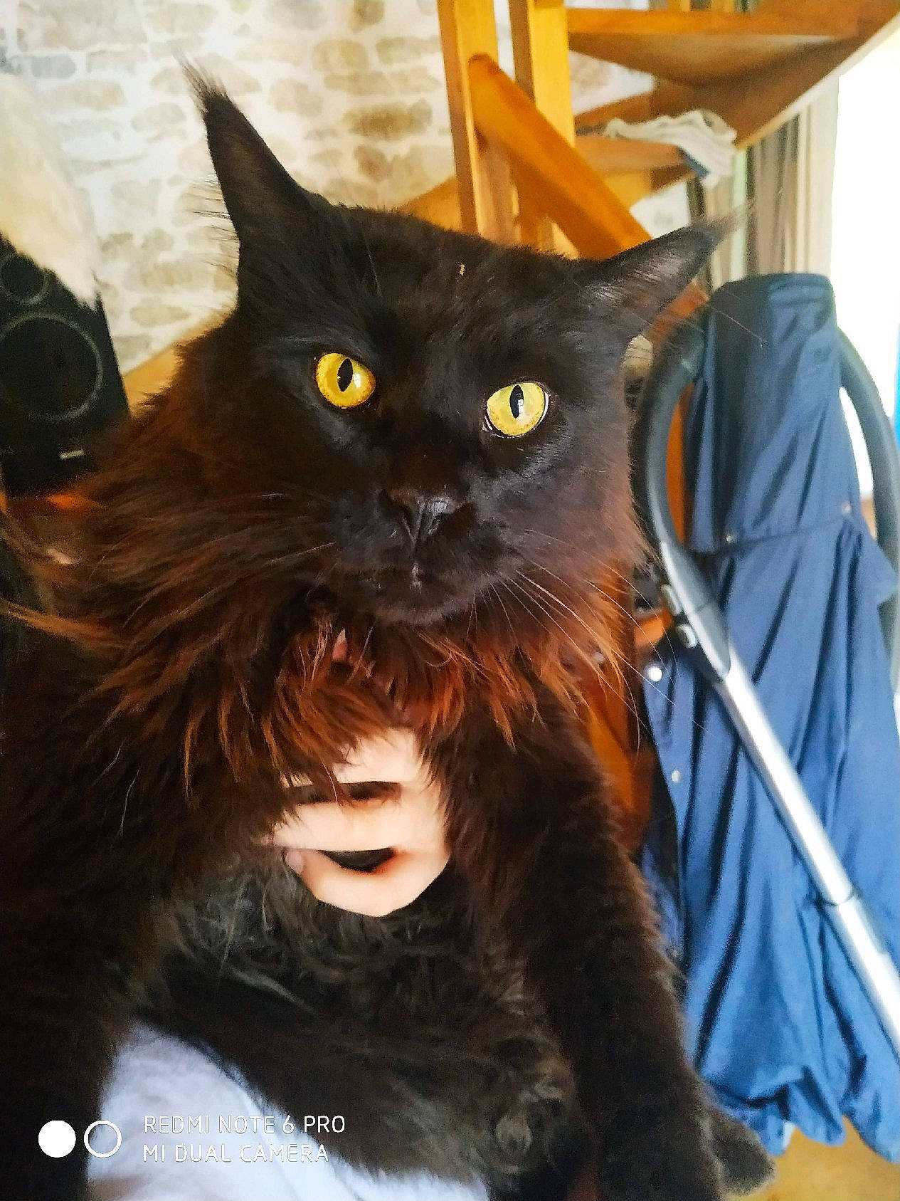 Matou participe au concours pour gagner de l'argent avec cette photo : asian, black_cat, bombay, burmese, carnivore, cat, domestic_long_haired_cat, felidae, havana_brown, maine_coon, mammal, small_to_medium_sized_cats, vertebrate, whiskers