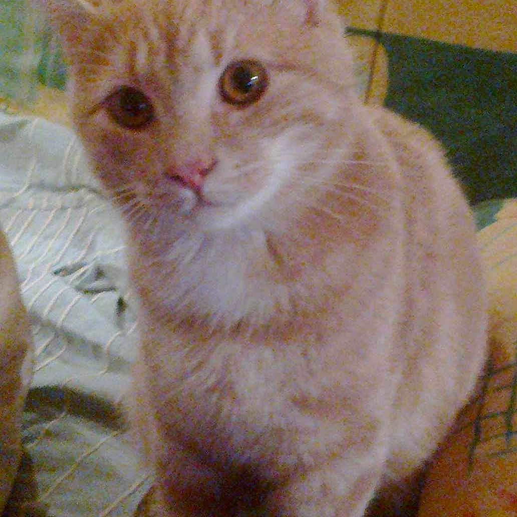 Garfield