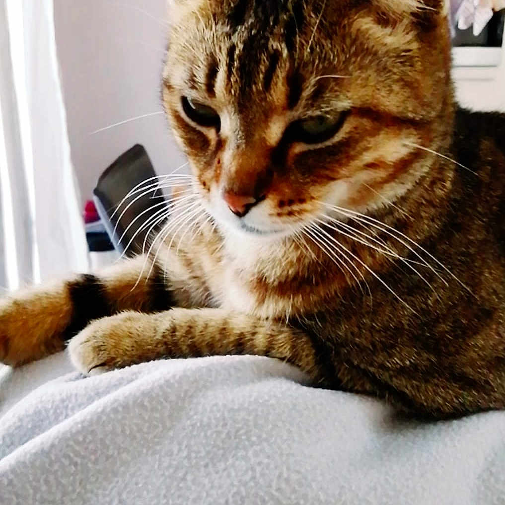 Léo