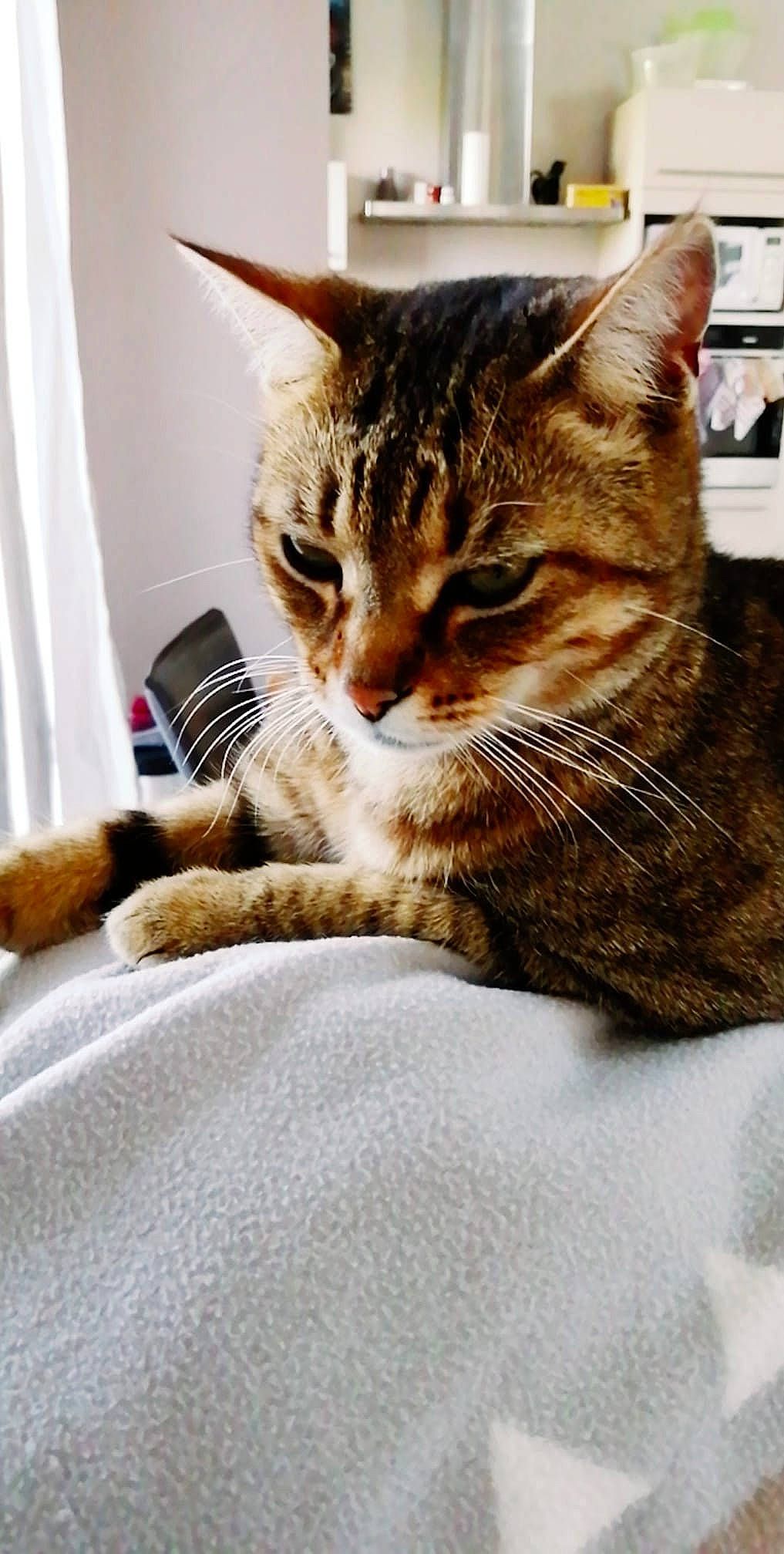 Léo a rejoint le concours — aidez-le/la à gagner de superbes lots ! aegean_cat, american_shorthair, american_wirehair, asian, california_spangled, carnivore, cat, domestic_short_haired_cat, dragon_li, european_shorthair, felidae, fur, kitten, mammal, paw, polydactyl_cat, small_to_medium_sized_cats, snout, tabby_cat, whiskers