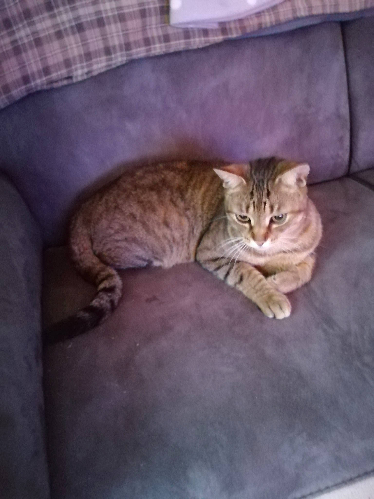 Léo a rejoint le concours — aidez-le/la à gagner de superbes lots ! asian, bengal, carnivore, cat, chausie, domestic_short_haired_cat, dragon_li, european_shorthair, fawn, felidae, kitten, mammal, ocicat, pixie_bob, small_to_medium_sized_cats, tabby_cat, whiskers