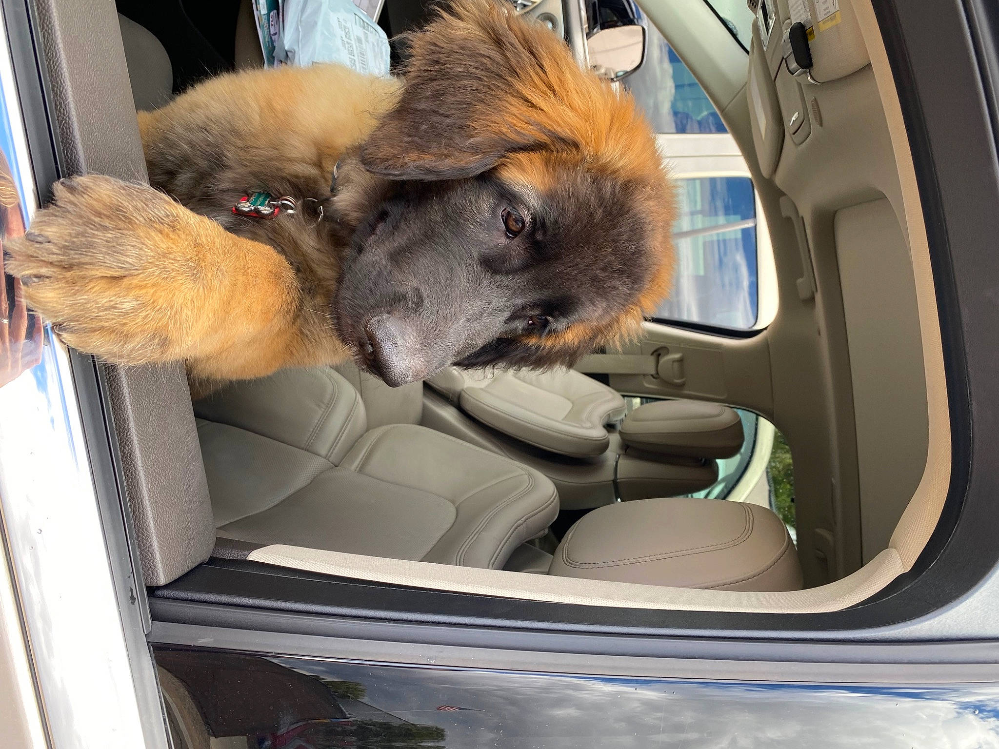 Finnegan is registered to the contest to win money with this photo: auto_part, automotive_design, automotive_exterior, automotive_mirror, car, car_seat_cover, carnivore, companion_dog, dog, dog_breed, fawn, head_restraint, mode_of_transport, motor_vehicle, personal_luxury_car, snout, steering_wheel, vehicle, vehicle_door, windshield