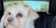 Luna joined the competition — help win amazing prizes! dog, white_dog, pet, car_interior, harness, bow, animal, seated, looking_away, window, daylight, black_car_seat, fur, cute, companion, domestic_animal, transportation, alert, small_dog, pink_harness