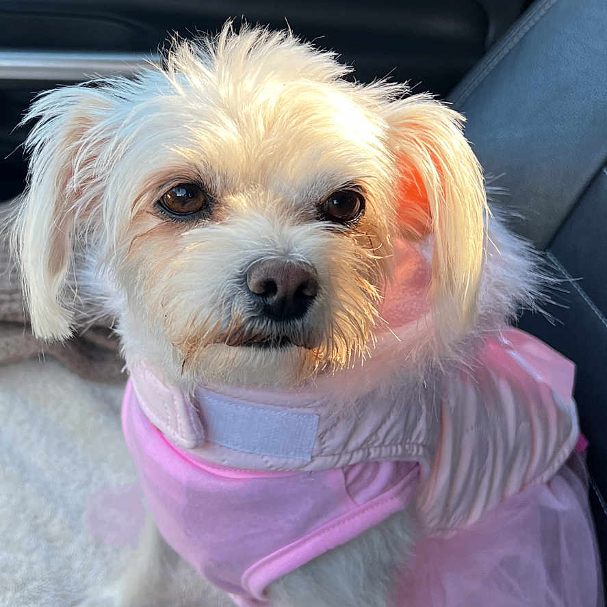 Luna is registered to the contest to win money with this photo: animal, blanket, car_interior, cute, dog, ears, eyes, fur, leash, nose, pet, pink_clothing, portrait, seat, sitting, small_dog, soft_texture, sunlight, tutu, white_dog