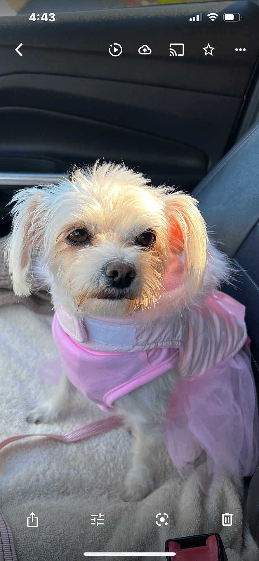 Luna is registered to the contest to win money with this photo: dog, white_dog, small_dog, pet, pink_clothing, tutu, car_interior, blanket, seat, fur, cute, sitting, leash, sunlight, ears, nose, eyes, soft_texture, animal, portrait