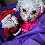 Luna is registered to the contest to win money with this photo: dog, white_dog, small_dog, plush_toy, santa_claus, blanket, purple_blanket, pink_collar, indoor, pet, cute, fur, close_up, portrait, cozy, holiday, christmas, stuffed_toy, animal, face