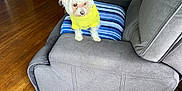 Luna is registered to the contest to win money with this photo: animal, blue_cushion, cabinet, cozy, cute, dog, domestic_animal, figurines, flooring, framed_photos, furniture, gray_recliner, home, indoor, living_room, pet, sitting, small_dog, wooden_floor, yellow_sweater