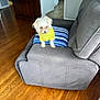dog, small_dog, yellow_sweater, gray_recliner, blue_cushion, wooden_floor, indoor, living_room, cabinet, framed_photos, figurines, pet, cute, furniture, home, cozy, flooring, animal, domestic_animal, sitting