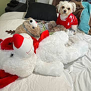 Luna joined the competition — help win amazing prizes! dog, small_dog, red_sweater, plush_toy, stuffed_animal, bed, white_bedspread, black_pillow, indoor, cozy, holiday_theme, reindeer, teddy_bear, fur, cute, pet, animal, soft_toys, resting, companion