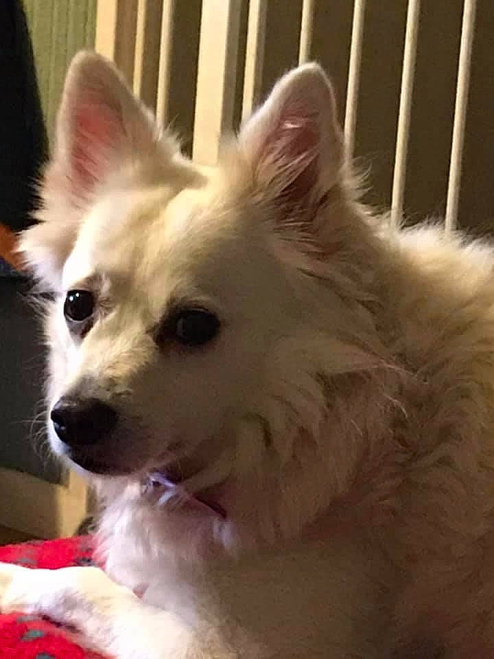 Lilo participe au concours pour gagner de l'argent avec cette photo : american_eskimo_dog, berger_blanc_suisse, canadian_eskimo_dog, canidae, carnivore, companion_dog, dog, dog_breed, german_spitz, german_spitz_mittel, indian_spitz, japanese_spitz, mammal, non_sporting_group, pomeranian, samoyed, snout, spitz, vertebrate, volpino_italiano