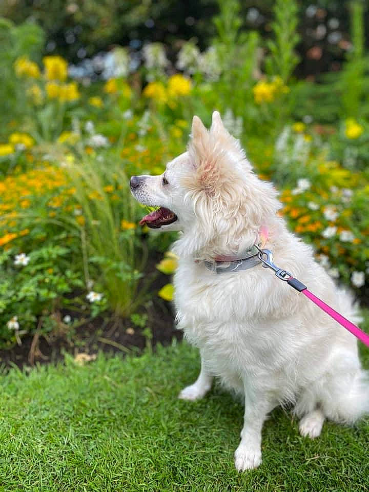Lilo participe au concours pour gagner de l'argent avec cette photo : american_eskimo_dog, berger_blanc_suisse, canidae, carnivore, companion_dog, dog, dog_breed, flower, german_spitz, german_spitz_klein, german_spitz_mittel, grass, japanese_spitz, lawn, mammal, plant, pomeranian, vertebrate, volpino_italiano, white_shepherd