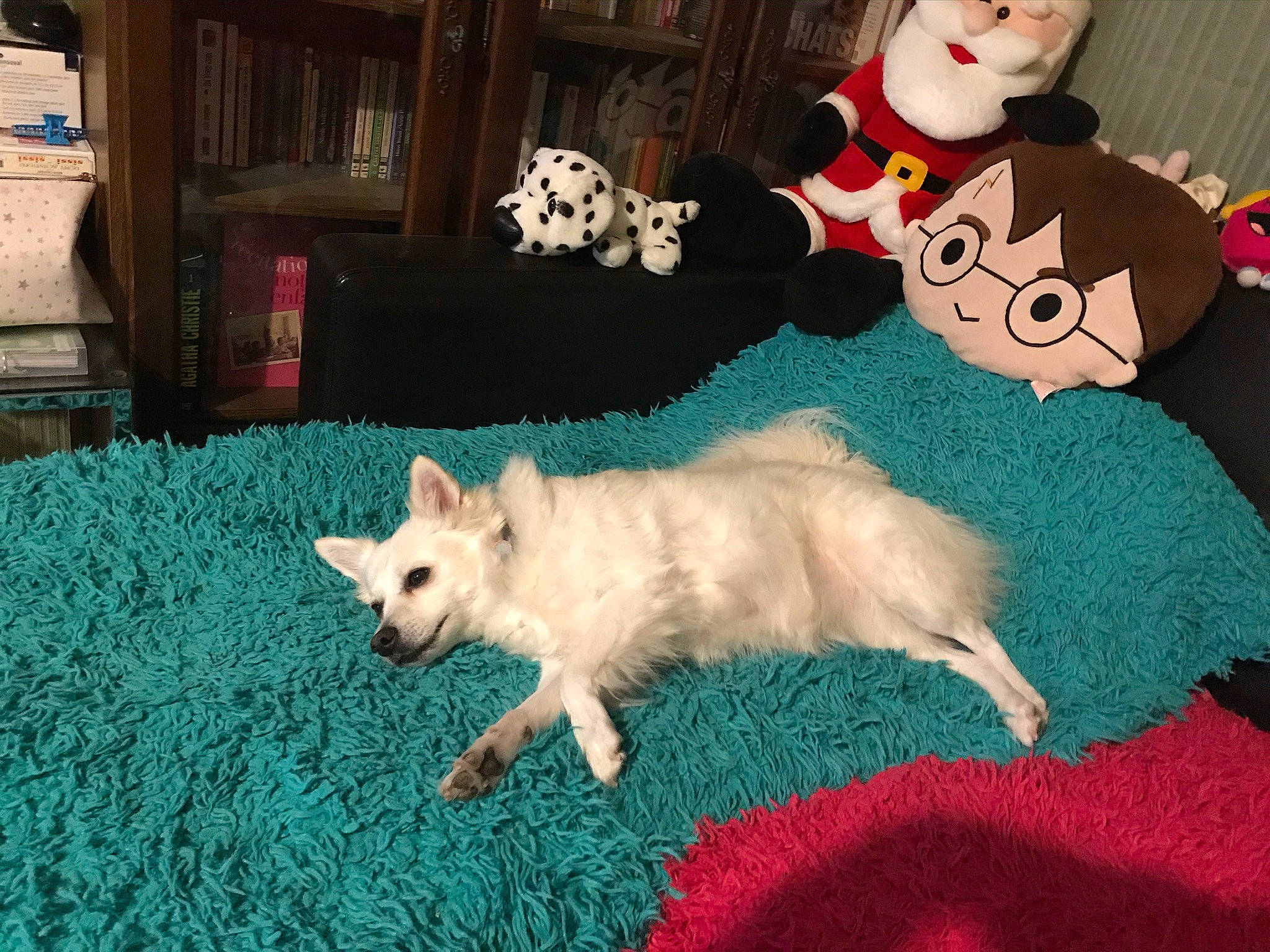 Lilo participe au concours pour gagner de l'argent avec cette photo : american_eskimo_dog, canidae, carnivore, companion_dog, dog, dog_breed, fawn, fur, mammal, non_sporting_group, puppy, tail, vertebrate