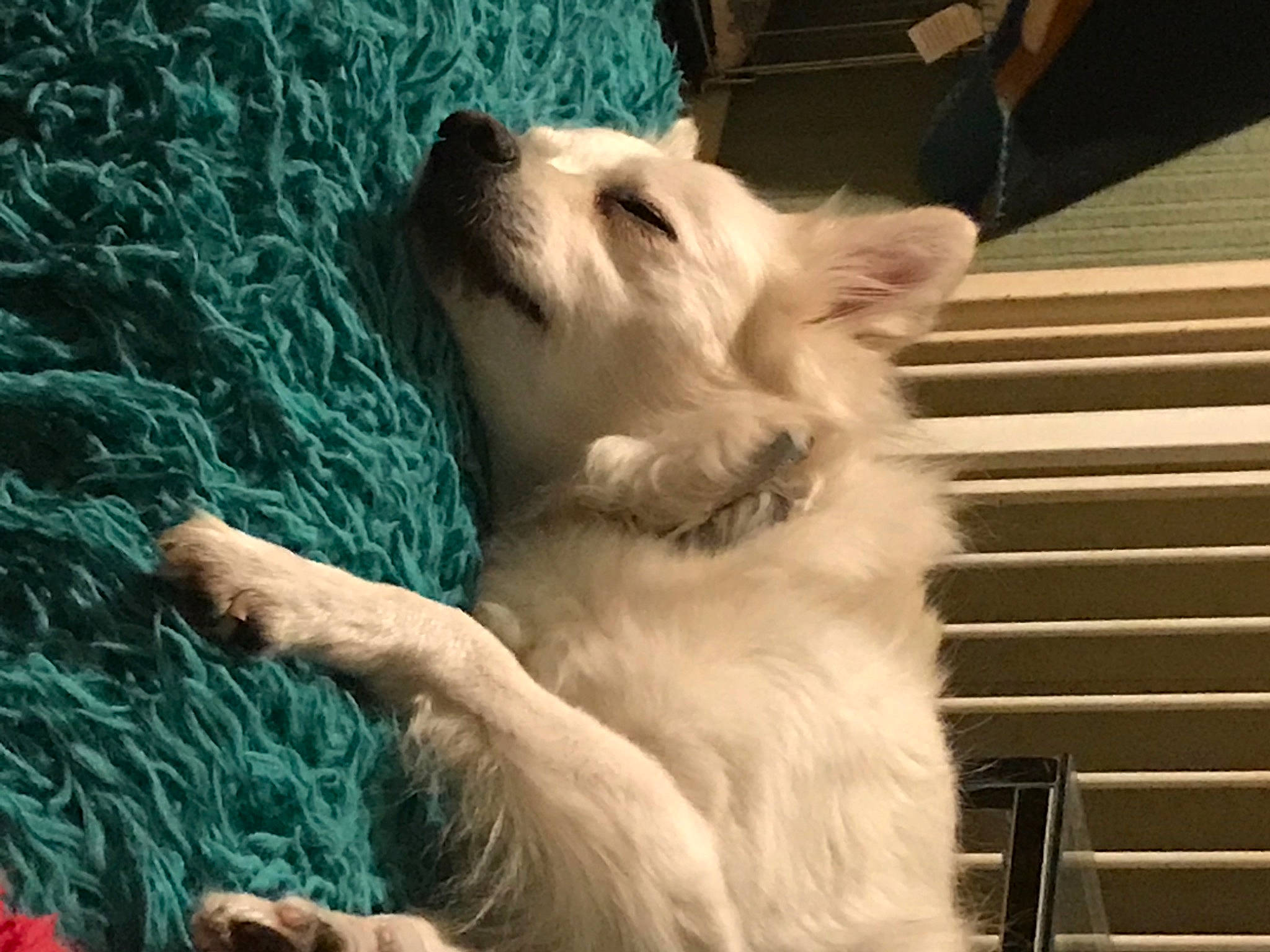 Lilo a rejoint le concours — aidez-le/la à gagner de superbes lots ! canidae, carnivore, companion_dog, dog, dog_breed, mammal, puppy, rare_breed_dog, sporting_group, terrier, vertebrate, west_highland_white_terrier