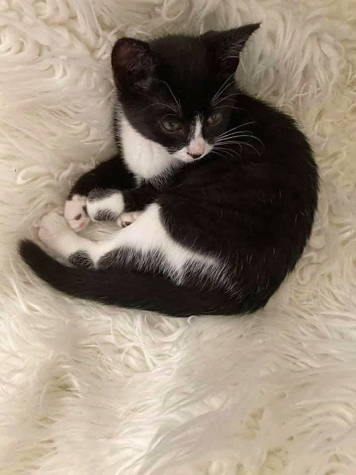 Lizy participe au concours pour gagner de l'argent avec cette photo : black_cat, carnivore, cat, claw, comfort, domestic_short_haired_cat, felidae, foot, fur, grey, human_leg, monochrome, monochrome_photography, nap, paw, sitting, small_to_medium_sized_cats, snout, tail, whiskers