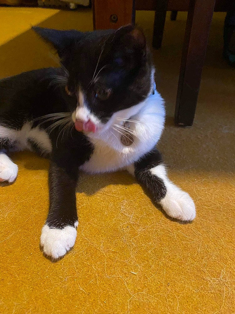 Lizy a rejoint le concours — aidez-le/la à gagner de superbes lots ! black_cat, canidae, carnivore, cat, cat_supply, claw, comfort, dog_breed, domestic_short_haired_cat, felidae, flooring, foot, fur, hardwood, paw, small_to_medium_sized_cats, snout, tail, whiskers, wood