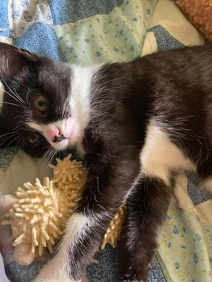 Lizy participe au concours pour gagner de l'argent avec cette photo : carnivore, cat, claw, comfort, domestic_short_haired_cat, felidae, foot, fur, grass, mammal, paw, small_to_medium_sized_cats, snout, tail, toy, vertebrate, whiskers