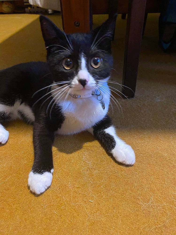 Lizy a rejoint le concours — aidez-le/la à gagner de superbes lots ! black_cat, carnivore, cat, claw, comfort, domestic_short_haired_cat, felidae, flooring, foot, formal_wear, fur, hardwood, paw, small_to_medium_sized_cats, snout, tail, terrestrial_animal, whiskers, wood