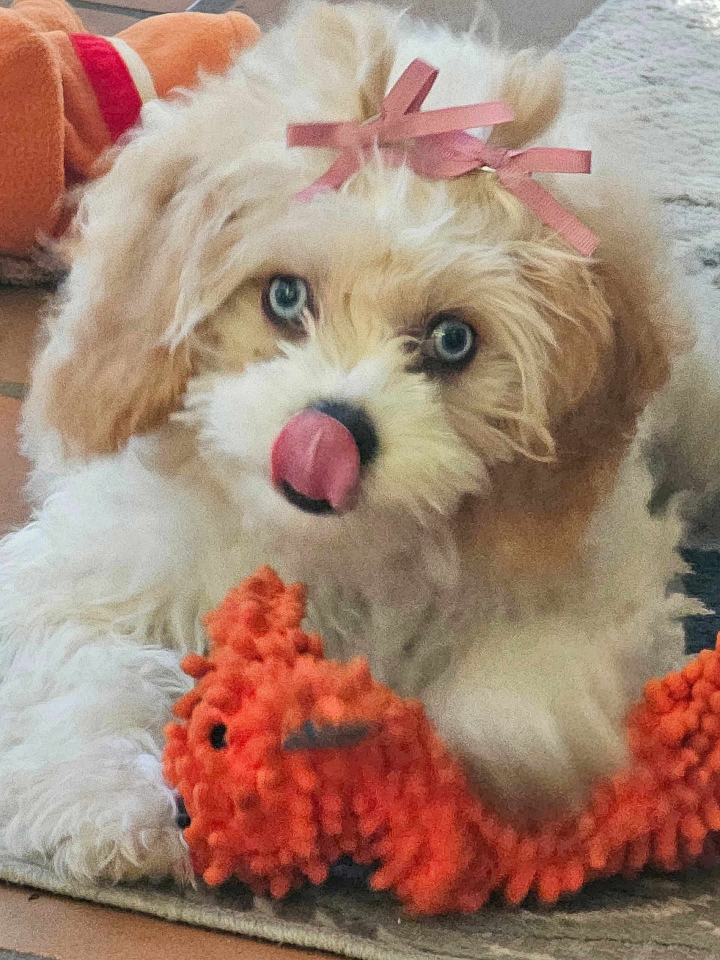 Peaches is registered to the contest to win money with this photo: dog, puppy, blue_eyes, pink_bow, toy, orange_toy, fluffy, cute, indoor, carpet, pet, animal, tongue_out, lying_down, fur, playful, adorable, close_up, small_dog, home