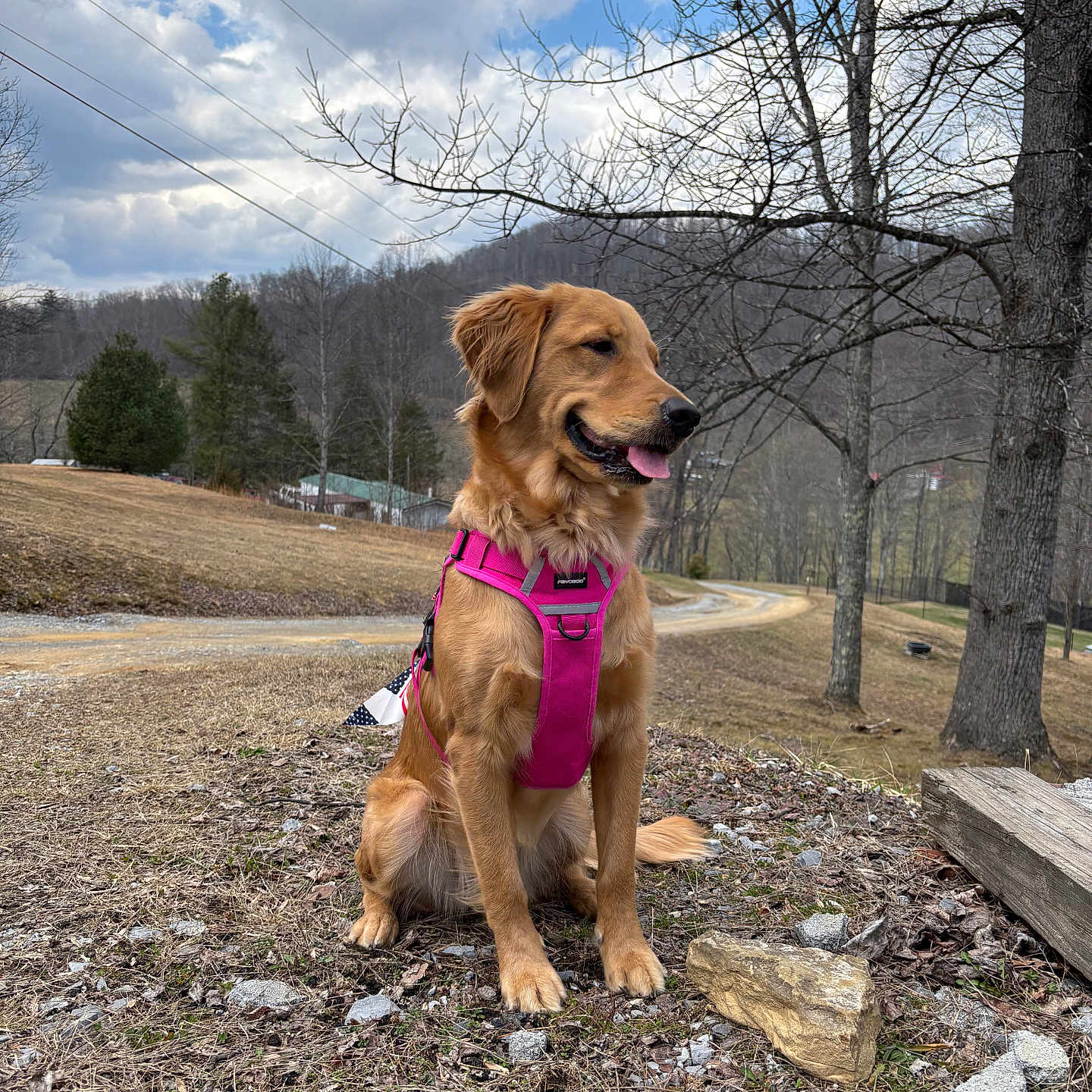 Ellie Mae joined the competition — help win amazing prizes! animal, bare_trees, canine, clouds, dog, golden_retriever, grass, hill, landscape, leash, nature, outdoor, pet, pink_harness, rocks, rural, sitting, sky, tongue_out, trees