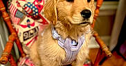Ellie Mae is registered to the contest to win money with this photo: animal, calm, chair, colorful, cozy, cute, dog, domestic, fluffy, furniture, golden_retriever, harness, indoor, looking_away, pattern, pet, puppy, sitting, wooden_chair, young