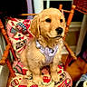 animal, calm, chair, colorful, cozy, cute, dog, domestic, fluffy, furniture, golden_retriever, harness, indoor, looking_away, pattern, pet, puppy, sitting, wooden_chair, young