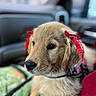 Ellie Mae is registered to the contest to win money with this photo: adorable, animal, blanket, car_interior, close_up, companion, cute, dog, domestic_animal, ears, fur, golden_retriever, indoors, pet, portrait, puppy, red_bows, sitting, soft_focus, young