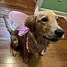 Ellie Mae is registered to the contest to win money with this photo: animal, collar, costume, cute, dog, ears, fairy_wings, flooring, golden_retriever, home, indoor, looking_up, pet, pink, puppy, sitting, tail, wall_outlet, wooden_floor, young_dog