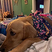 Ellie Mae joined the competition — help win amazing prizes! animal, bandana, bed, blanket, butterfly_decoration, colorful, cozy, curtains, dog, doorway, fabric, furniture, golden_retriever, green_wall, indoor, pet, relaxed, resting, room, teddy_bear