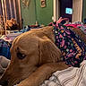animal, bandana, bed, blanket, butterfly_decoration, colorful, cozy, curtains, dog, doorway, fabric, furniture, golden_retriever, green_wall, indoor, pet, relaxed, resting, room, teddy_bear