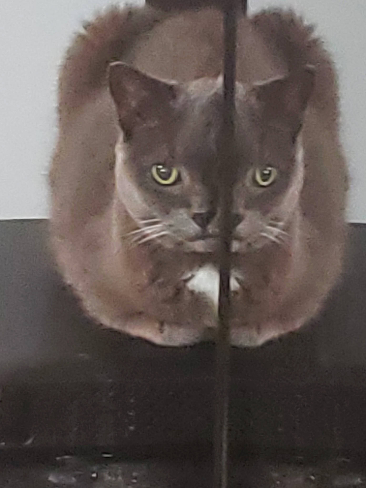 Jewel is registered to the contest to win money with this photo: asian, black_and_white, black_cat, british_semi_longhair, british_shorthair, burmese, carnivore, cat, chartreux, domestic_short_haired_cat, felidae, german_rex, kitten, korat, nebelung, russian_blue, small_to_medium_sized_cats, snout, tail, whiskers