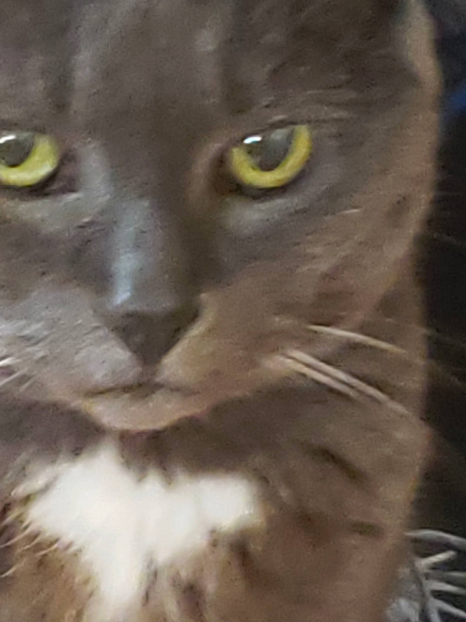 Jewel is registered to the contest to win money with this photo: asian, british_semi_longhair, burmese, carnivore, cat, chartreux, close_up, domestic_short_haired_cat, eye, felidae, fur, german_rex, korat, nebelung, small_to_medium_sized_cats, snout, whiskers