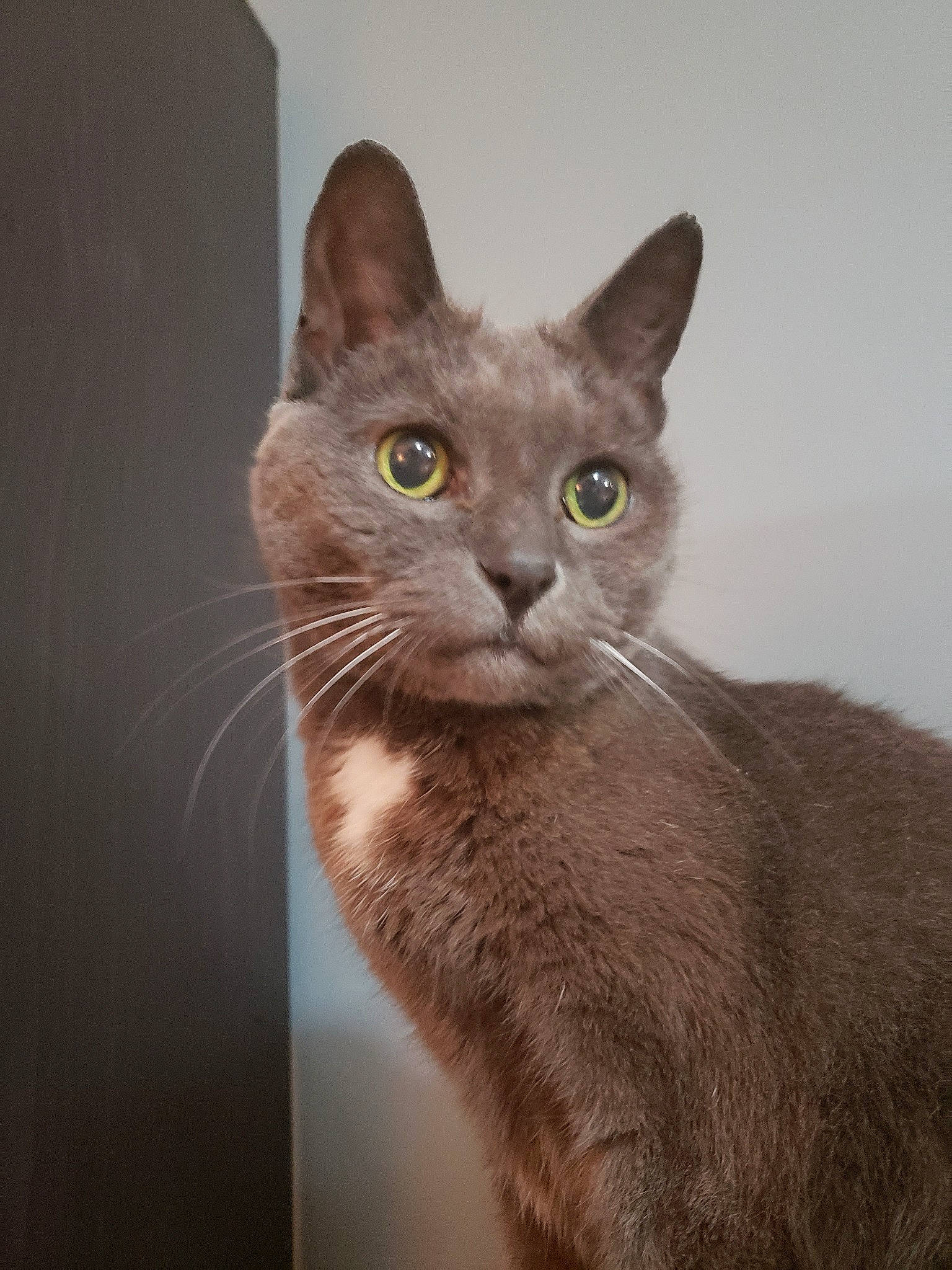 Jewel joined the competition — help win amazing prizes! asian, australian_mist, burmese, carnivore, cat, chartreux, domestic_short_haired_cat, european_shorthair, fawn, felidae, havana_brown, javanese, korat, mammal, nebelung, oriental_longhair, small_to_medium_sized_cats, snout, vertebrate, whiskers