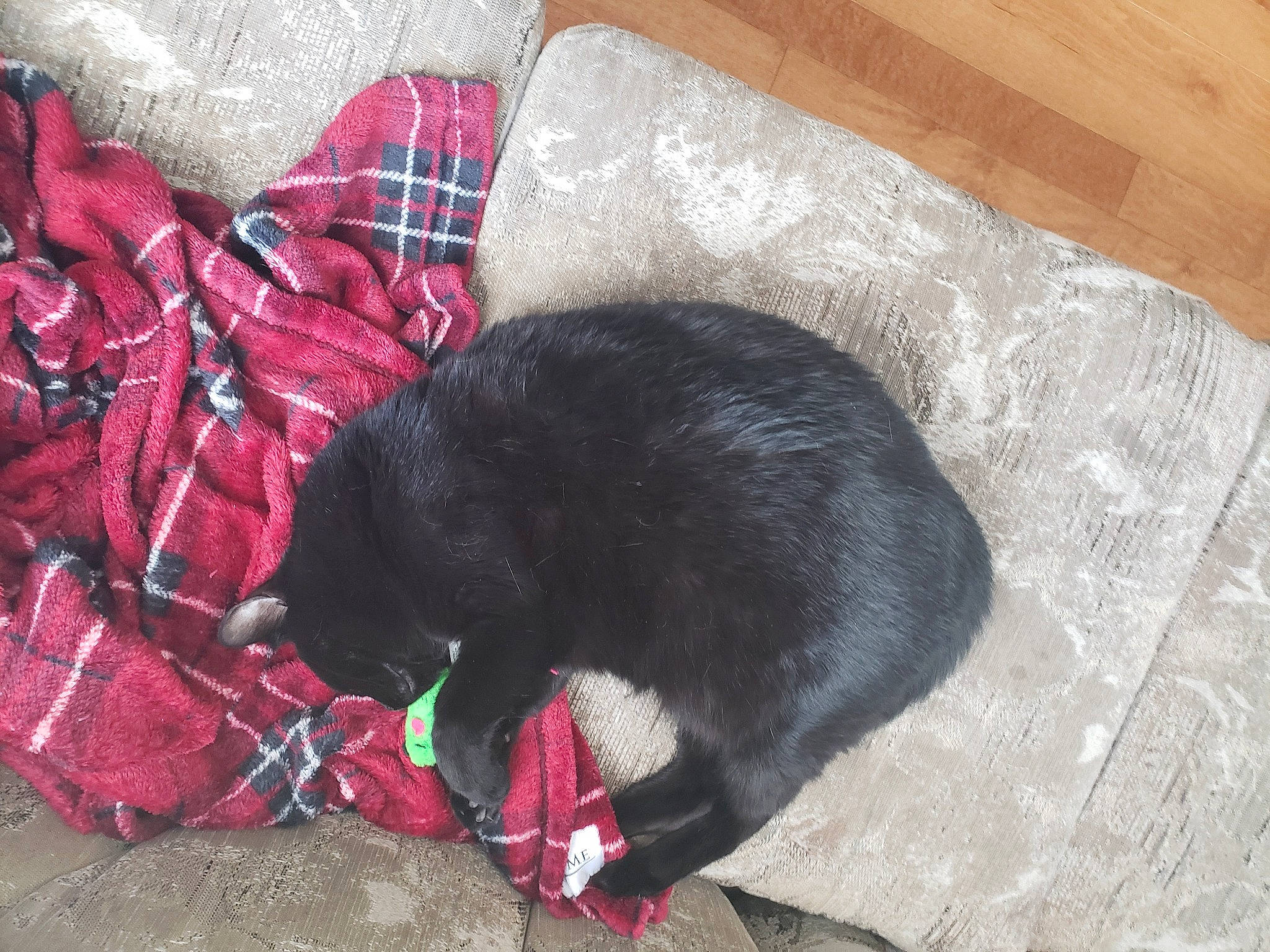 Shadow is registered to the contest to win money with this photo: canidae, carnivore, dog_breed, tail