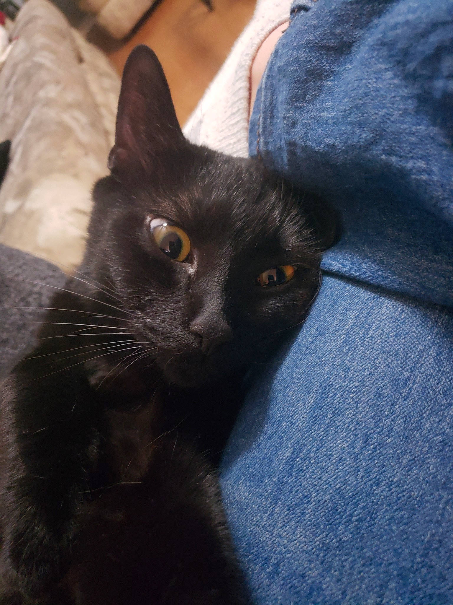 Shadow joined the competition — help win amazing prizes! asian, black, black_cat, bombay, burmese, carnivore, cat, domestic_short_haired_cat, ear, eye, felidae, fur, kitten, korat, mammal, small_to_medium_sized_cats, snout, vertebrate, whiskers