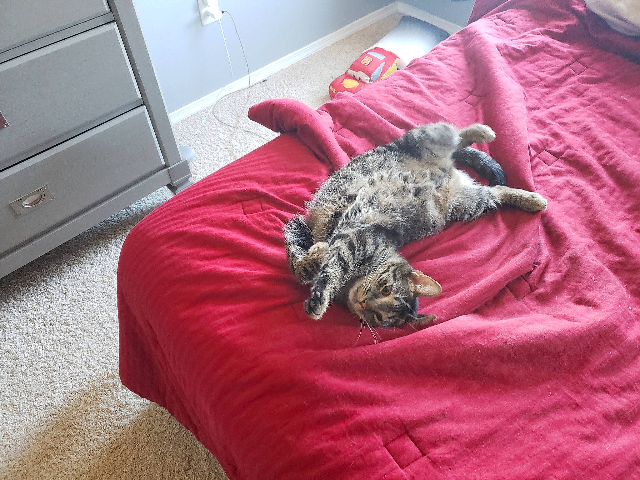 Sir Waffle is registered to the contest to win money with this photo: bed, carnivore, cat, european_shorthair, felidae, fur, furniture, kitten, linens, nap, room, sleep, small_to_medium_sized_cats, tabby_cat, tail, textile, whiskers