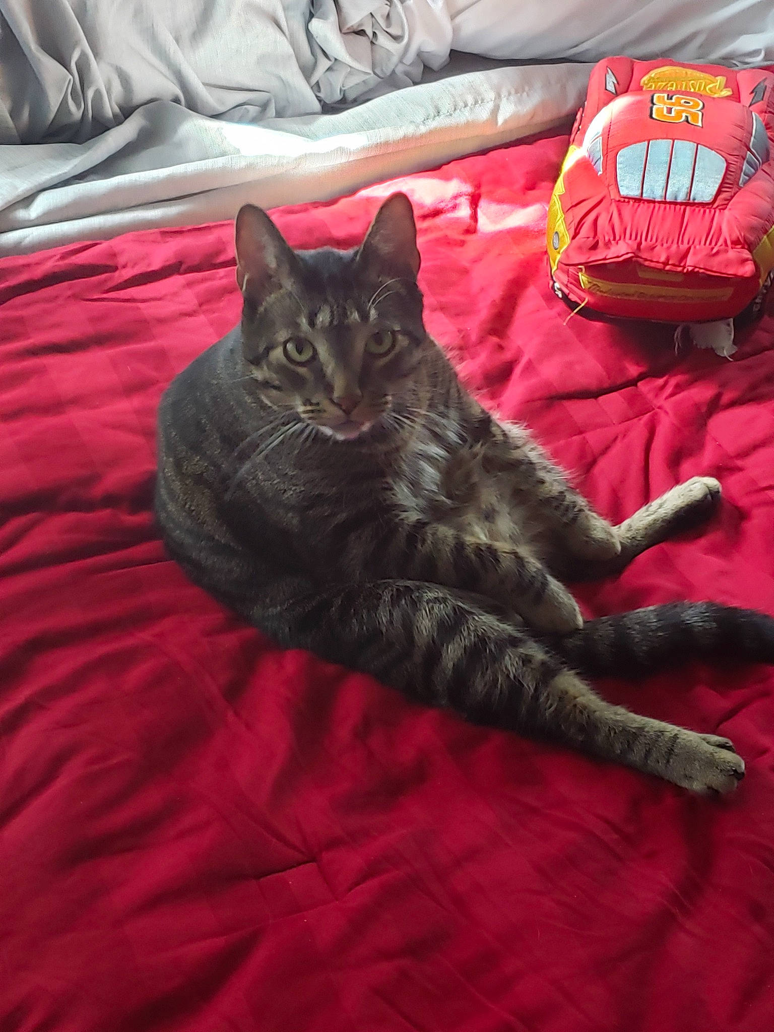 Sir Waffle joined the competition — help win amazing prizes! asian, black_cat, carnivore, cat, chartreux, domestic_short_haired_cat, european_shorthair, felidae, fur, furniture, german_rex, kitten, room, small_to_medium_sized_cats, tail, whiskers