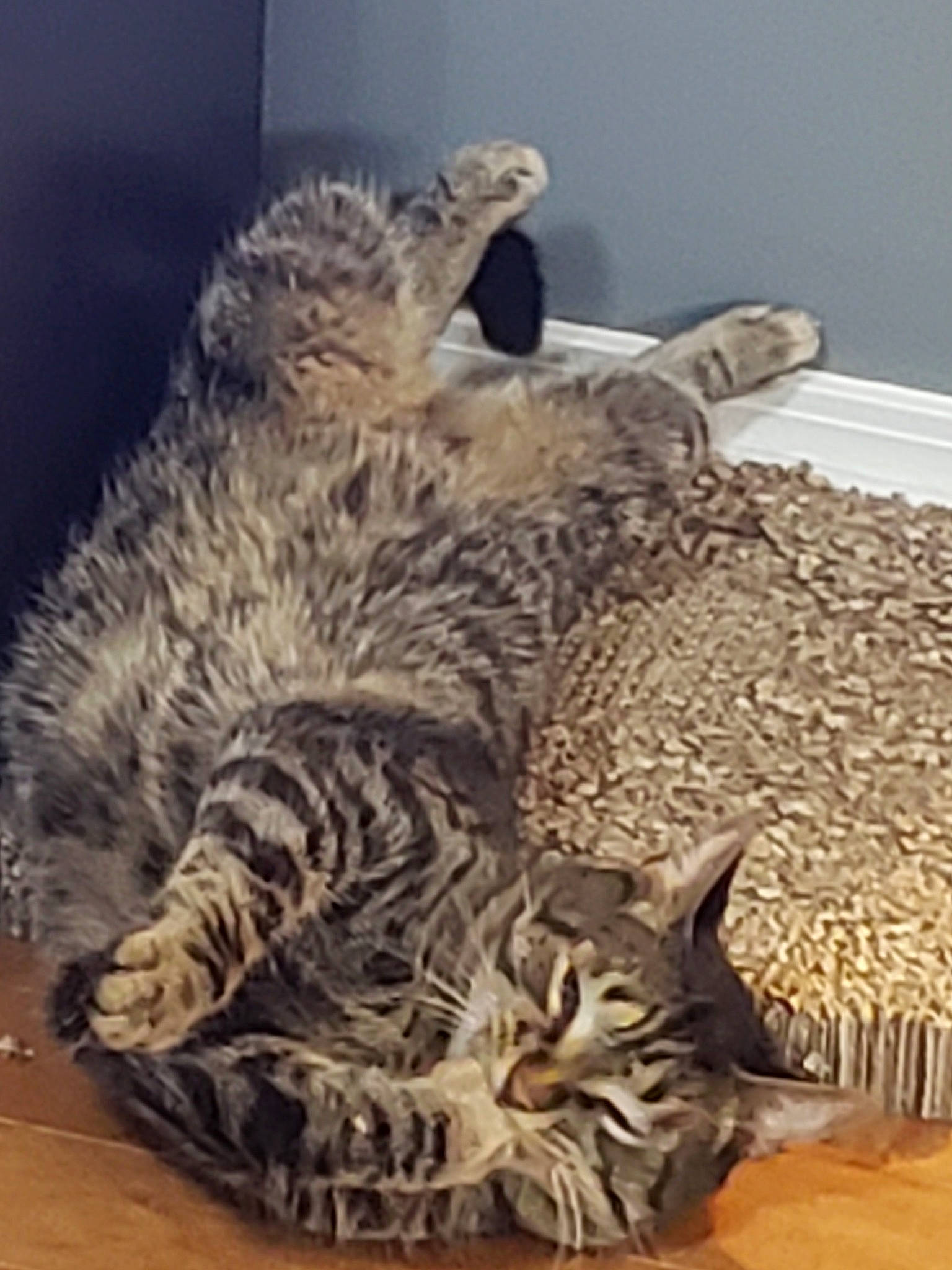 Sir Waffle joined the competition — help win amazing prizes! american_shorthair, california_spangled, carnivore, cat, domestic_short_haired_cat, dragon_li, egyptian_mau, european_shorthair, felidae, fur, kitten, mammal, ocicat, pixie_bob, savannah, small_to_medium_sized_cats, tabby_cat, vertebrate, whiskers, wild_cat