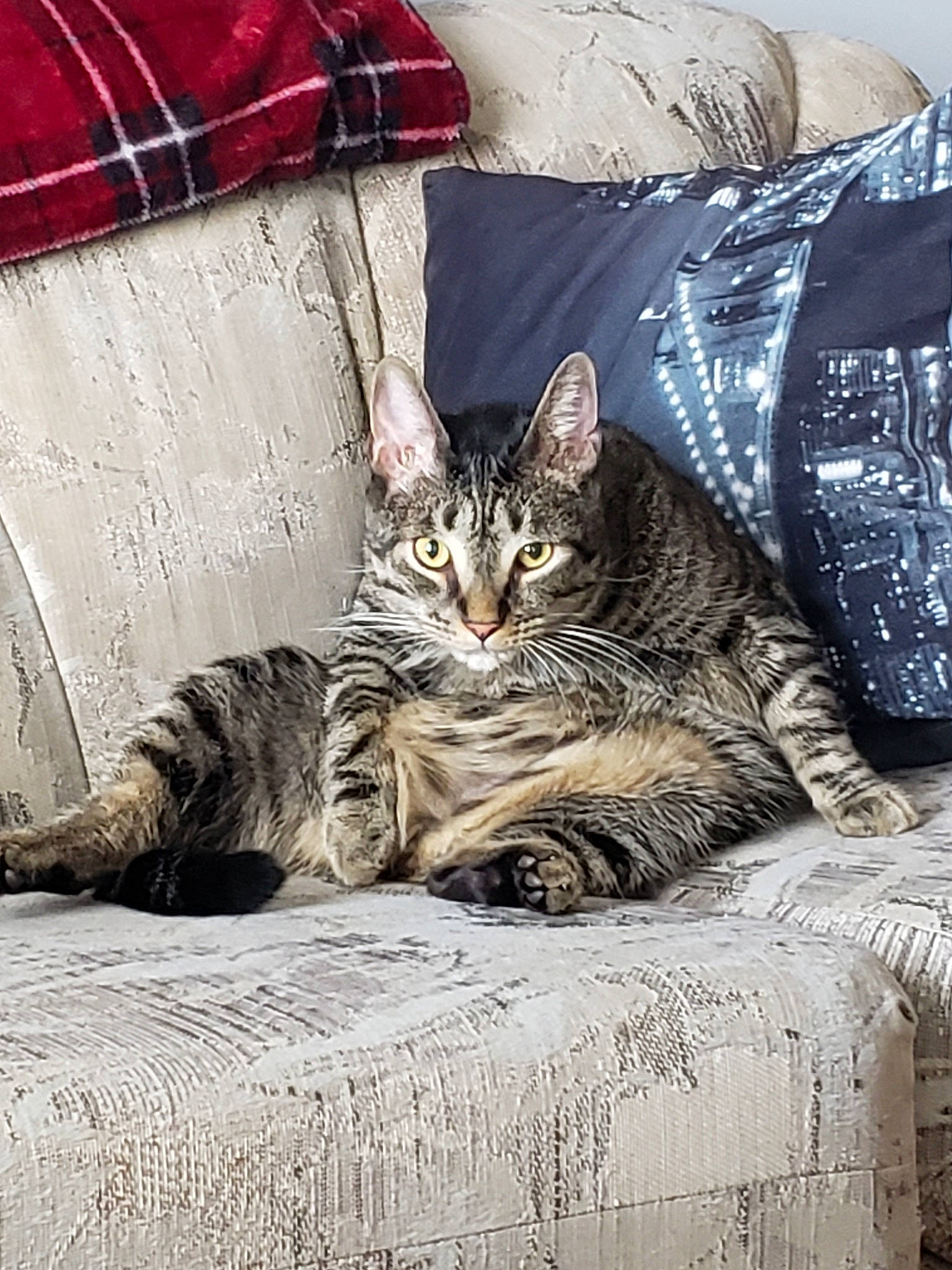 Sir Waffle is registered to the contest to win money with this photo: american_shorthair, asian, carnivore, cat, domestic_short_haired_cat, dragon_li, european_shorthair, felidae, fur, furniture, kitten, maine_coon, pixie_bob, small_to_medium_sized_cats, tabby_cat, textile, whiskers, wild_cat