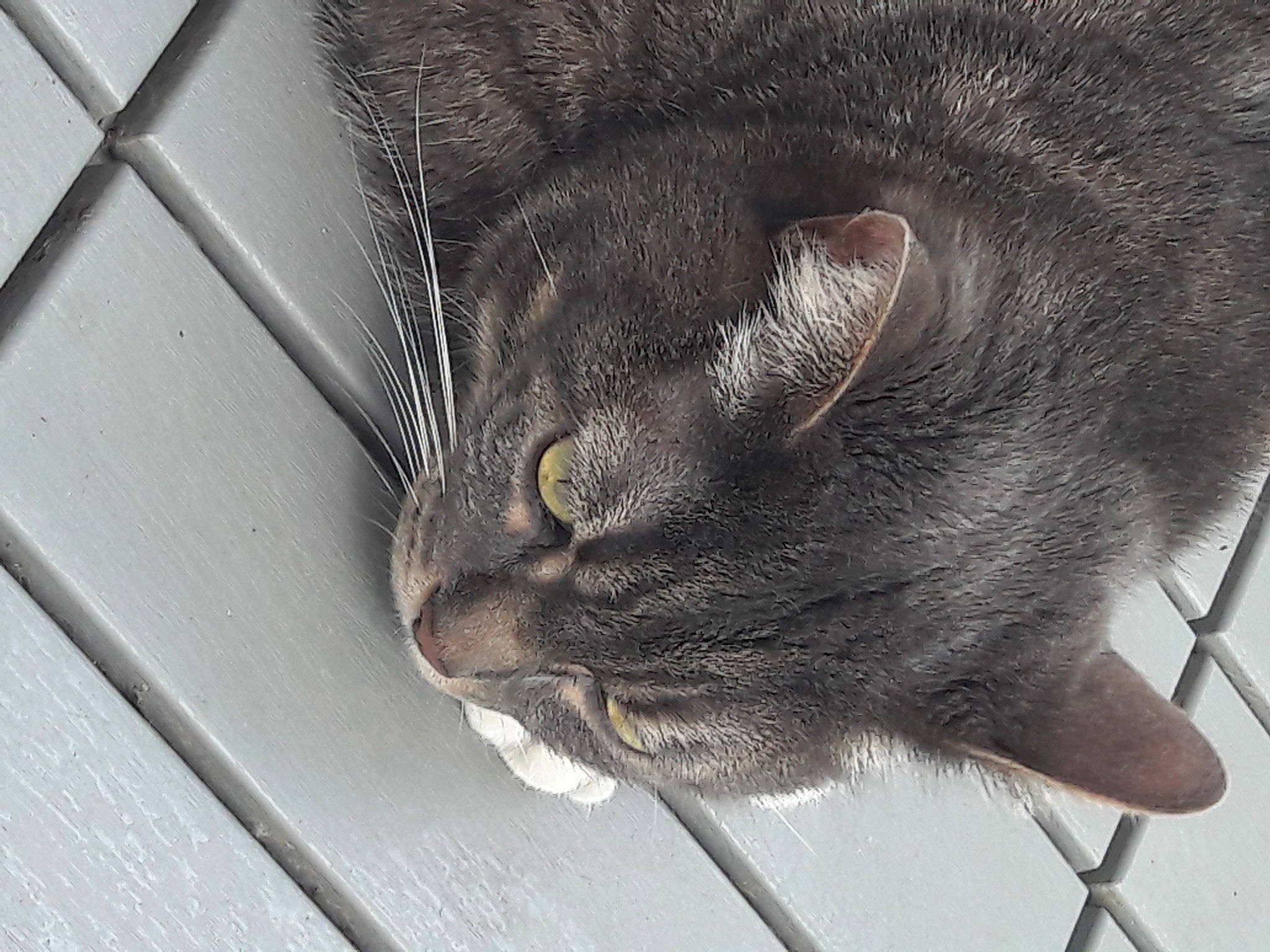 Nouchka participe au concours pour gagner de l'argent avec cette photo : black_cat, carnivore, cat, claw, comfort, domestic_short_haired_cat, eye, felidae, fur, grey, nap, paw, small_to_medium_sized_cats, snout, tail, terrestrial_animal, whiskers, window