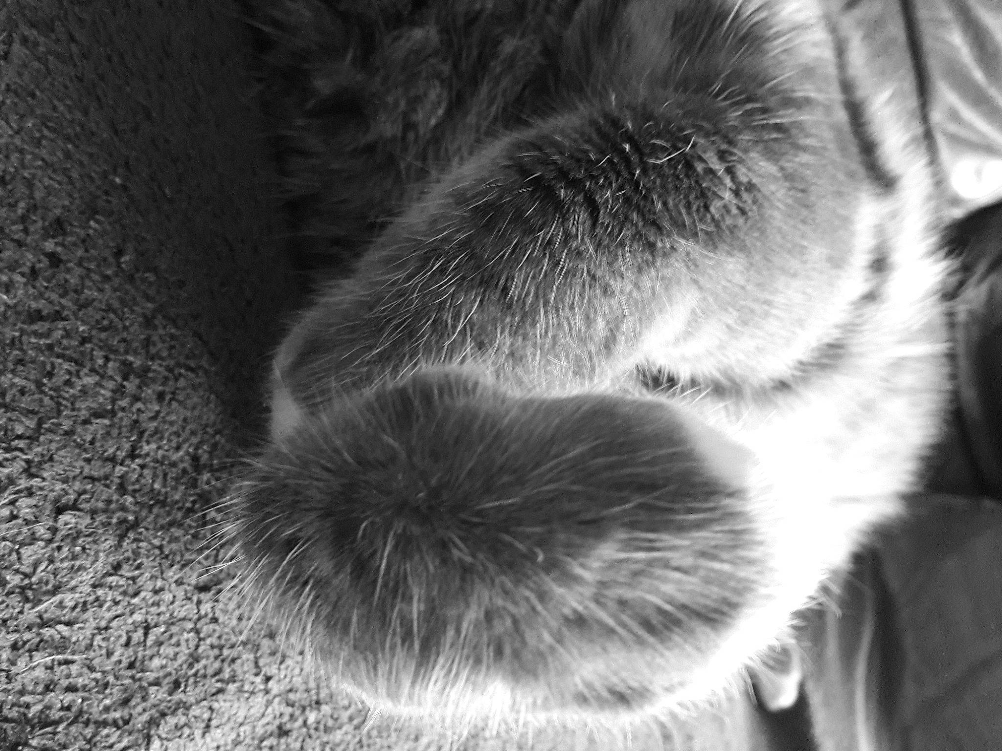 Nouchka participe au concours pour gagner de l'argent avec cette photo : carnivore, cat, claw, cloud, domestic_short_haired_cat, eye, felidae, grey, head, human_leg, leg, monochrome_photography, paw, small_to_medium_sized_cats, snout, sporting_group, tail, terrestrial_animal, whiskers, window