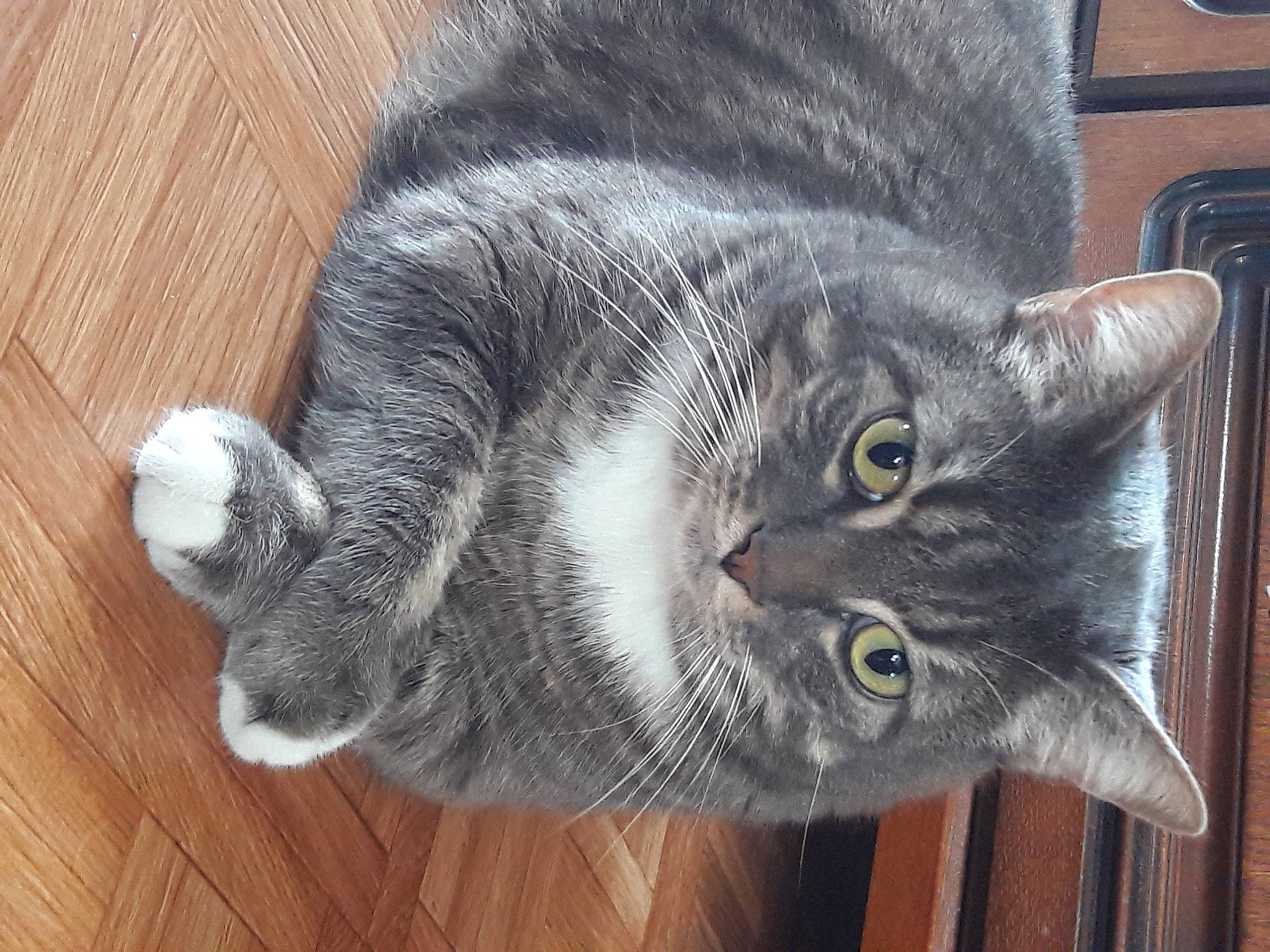 Nouchka participe au concours pour gagner de l'argent avec cette photo : carnivore, cat, domestic_short_haired_cat, felidae, fur, grey, hardwood, paw, plant, small_to_medium_sized_cats, snout, tail, terrestrial_animal, varnish, whiskers, window, wood, wood_stain