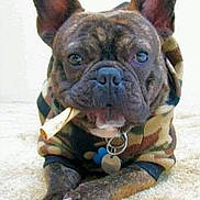 Oscar joined the competition — help win amazing prizes! dog, french_bulldog, brindle, camouflage, hoodie, bone, pet, canine, animal, portrait, closeup, sandy_surface, cute, domestic_animal, muzzle, ears, collar, paw, resting, chewing