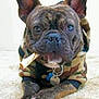 animal, bone, brindle, camouflage, canine, chewing, closeup, collar, cute, dog, domestic_animal, ears, french_bulldog, hoodie, muzzle, paw, pet, portrait, resting, sandy_surface