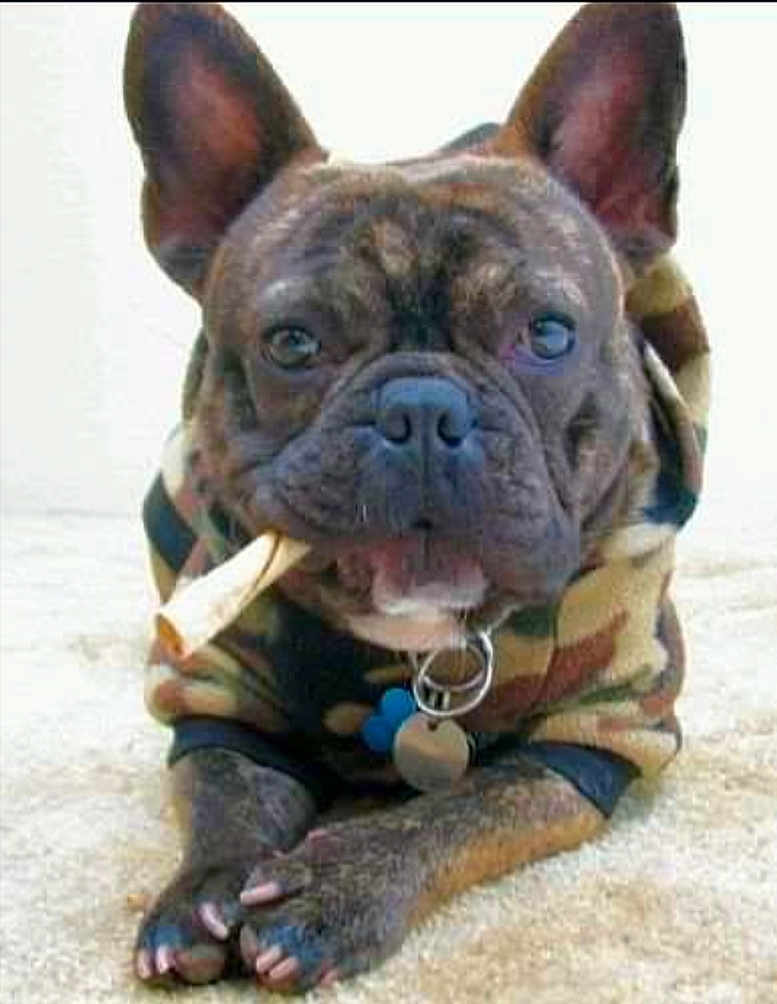 Oscar joined the competition — help win amazing prizes! dog, french_bulldog, brindle, camouflage, hoodie, bone, pet, canine, animal, portrait, closeup, sandy_surface, cute, domestic_animal, muzzle, ears, collar, paw, resting, chewing