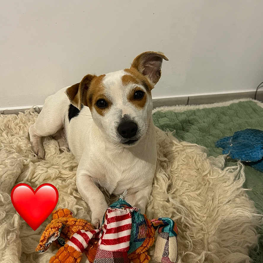 Aïko participe au concours pour gagner de l'argent avec cette photo : animal, brown_spots, carpet, comfort, cozy, cute, dog, ear_up, fluffy, heart_emoji, indoor, looking_at_camera, patchwork, pet, playful, resting, rug, small_dog, toy, white_wall