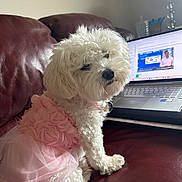 Luli joined the competition — help win amazing prizes! dog, white_dog, small_dog, fluffy, pet, pink_dress, dress, couch, leather_couch, laptop, computer, indoor, living_room, technology, cute, fur, sitting, portrait, side_view, household